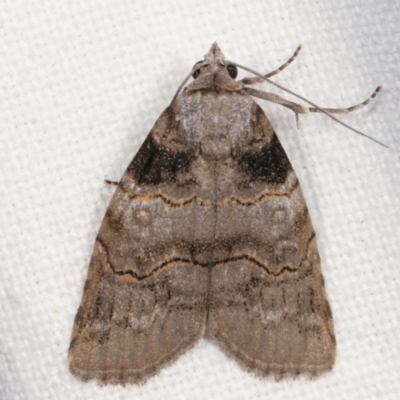 Calathusa sp nr dispila at Melba, ACT - 6 Feb 2021 by kasiaaus