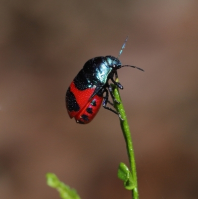 Choerocoris paganus (Ground shield bug) at Watson, ACT - 7 Feb 2021 by TimL