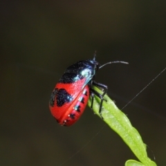 Choerocoris paganus at Watson, ACT - 7 Feb 2021 11:41 AM