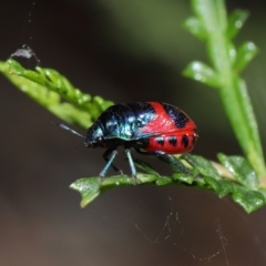 Choerocoris paganus at Watson, ACT - 7 Feb 2021