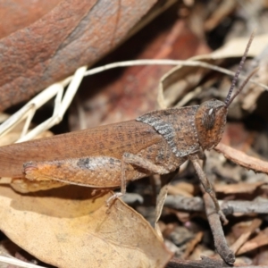 Goniaea carinata at Acton, ACT - 7 Feb 2021