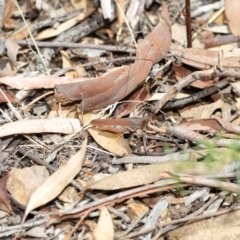 Goniaea carinata at Acton, ACT - 7 Feb 2021