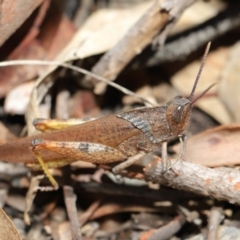 Goniaea carinata at Acton, ACT - 7 Feb 2021