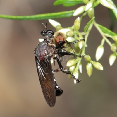 Chrysopogon sp. (genus) (a robber fly) at Acton, ACT - 7 Feb 2021 by TimL