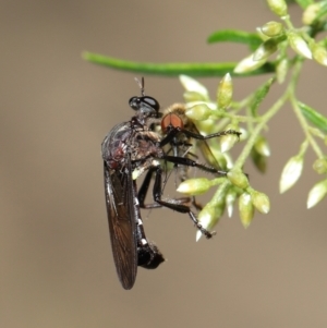 Chrysopogon sp. (genus) at Acton, ACT - 7 Feb 2021