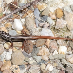 Ctenotus taeniolatus at Acton, ACT - 7 Feb 2021