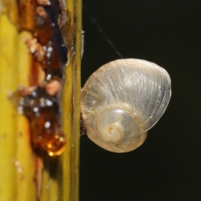 Cornu aspersum (Common Garden Snail) at ANBG - 7 Feb 2021 by TimL