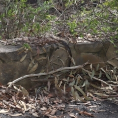 Pseudonaja textilis (Eastern Brown Snake) at Acton, ACT - 7 Feb 2021 by TimL