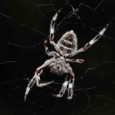 Araneinae (subfamily) (Orb weaver) at Acton, ACT - 7 Feb 2021 by TimL