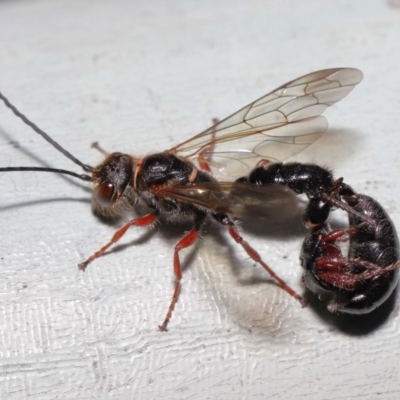 Tiphiidae (family) (Unidentified Smooth flower wasp) at Watson, ACT - 7 Feb 2021 by TimL