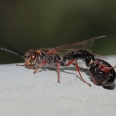 Tiphiidae (family) at Watson, ACT - 7 Feb 2021 11:38 AM