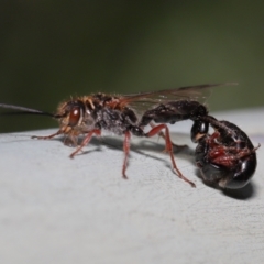 Tiphiidae (family) at Watson, ACT - 7 Feb 2021 11:38 AM