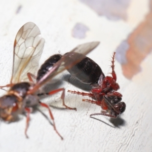 Tiphiidae (family) at Watson, ACT - 7 Feb 2021 11:38 AM