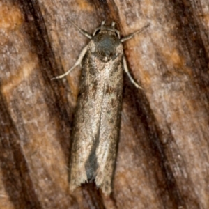 Blastobasis (genus) at Melba, ACT - 8 Feb 2021