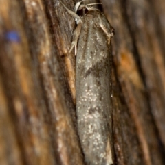 Blastobasis (genus) at Melba, ACT - 8 Feb 2021