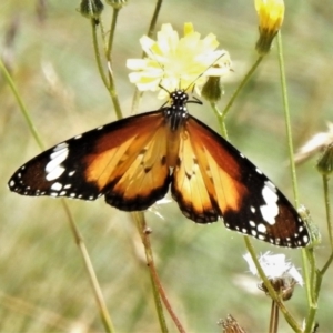 Danaus petilia at Cotter River, ACT - 11 Feb 2021 12:23 PM