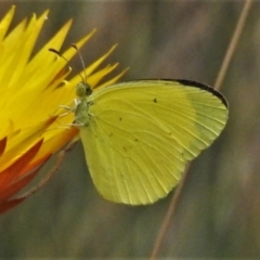 Eurema smilax (Small Grass-yellow) at Cotter River, ACT - 11 Feb 2021 by JohnBundock