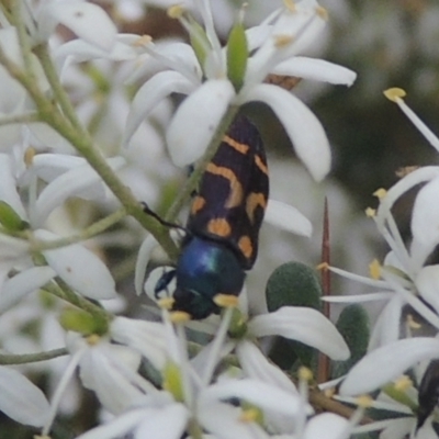 Castiarina flavopicta (Flavopicta jewel beetle) at Paddys River, ACT - 11 Feb 2021 by michaelb