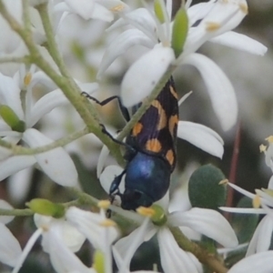 Castiarina flavopicta at Paddys River, ACT - 11 Feb 2021