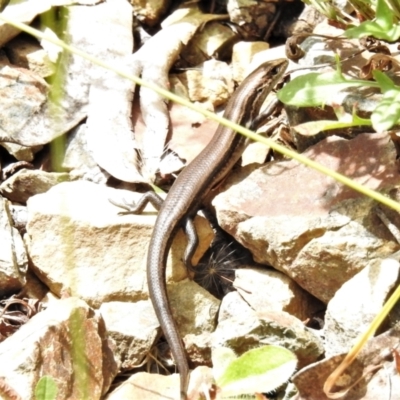 Pseudemoia entrecasteauxii at Cotter River, ACT - 11 Feb 2021 by JohnBundock