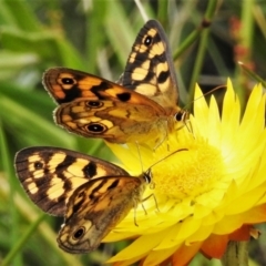 Heteronympha cordace (Bright-eyed Brown) at Cotter River, ACT - 11 Feb 2021 by JohnBundock