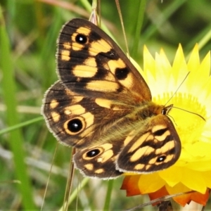 Heteronympha cordace at Cotter River, ACT - 11 Feb 2021