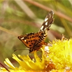 Hesperilla munionga (Alpine Sedge-Skipper) at Cotter River, ACT - 11 Feb 2021 by JohnBundock