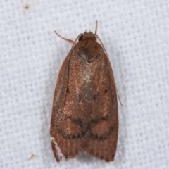 Oecophoridae (family) (Unidentified Oecophorid concealer moth) at Melba, ACT - 15 Jan 2021 by kasiaaus