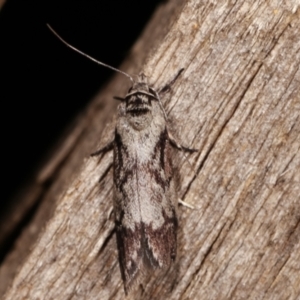 Oenochroa dinosema at Melba, ACT - 15 Jan 2021 11:27 PM