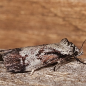 Oenochroa dinosema at Melba, ACT - 15 Jan 2021