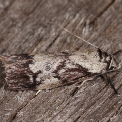 Oenochroa dinosema at Melba, ACT - 15 Jan 2021