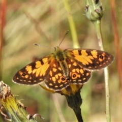 Oreixenica orichora (Spotted Alpine Xenica) at Cotter River, ACT - 11 Feb 2021 by JohnBundock