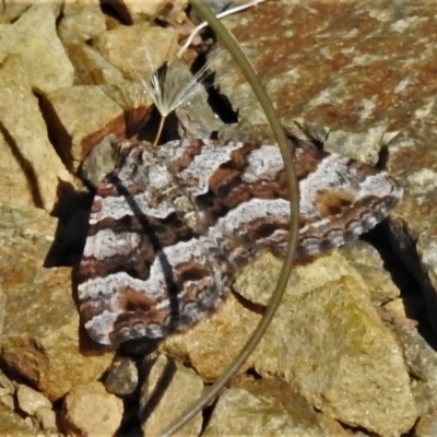 Epyaxa subidaria (Subidaria Moth) at Cotter River, ACT - 11 Feb 2021 by JohnBundock