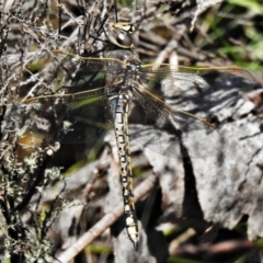 Anax papuensis (Australian Emperor) at Cotter River, ACT - 10 Feb 2021 by JohnBundock