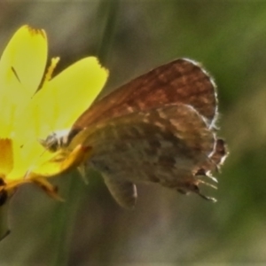 Theclinesthes miskini at Cotter River, ACT - 11 Feb 2021