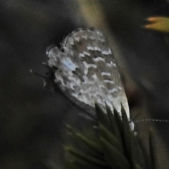 Theclinesthes miskini at Cotter River, ACT - 11 Feb 2021 12:33 PM