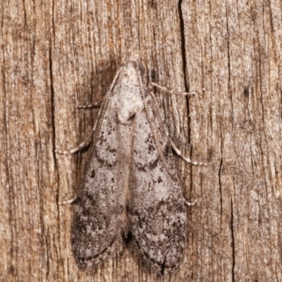 Heteromicta pachytera (Galleriinae subfamily moth) at Melba, ACT - 8 Feb 2021 by kasiaaus