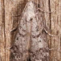 Heteromicta pachytera at Melba, ACT - 9 Feb 2021