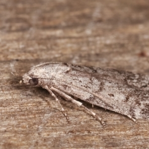 Heteromicta pachytera at Melba, ACT - 9 Feb 2021