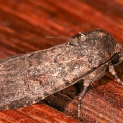 Proteuxoa provisional species 1 at Melba, ACT - 9 Feb 2021 12:15 AM