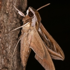 Hippotion celerio (Vine Hawk Moth) at Flynn, ACT - 9 Feb 2021 by kasiaaus