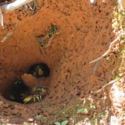 Vespula germanica (German Yellowjacket Wasp (also known as European Wasp)) at Cotter River, ACT - 11 Feb 2021 by Christine