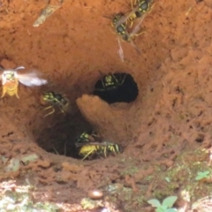 Vespula germanica at Cotter River, ACT - 11 Feb 2021 01:12 PM