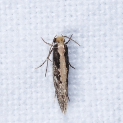 Monopis crocicapitella (Bird Nest Moth) at Melba, ACT - 9 Feb 2021 by kasiaaus