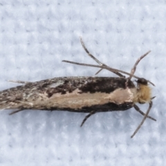 Monopis crocicapitella at Melba, ACT - 9 Feb 2021