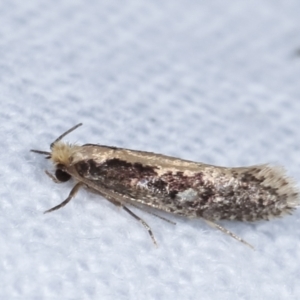 Monopis crocicapitella at Melba, ACT - 9 Feb 2021 10:35 PM