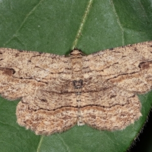 Ectropis excursaria at Melba, ACT - 9 Feb 2021 10:37 PM