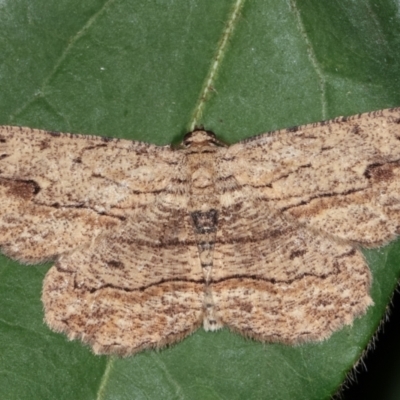 Ectropis excursaria (Common Bark Moth) at Melba, ACT - 9 Feb 2021 by kasiaaus