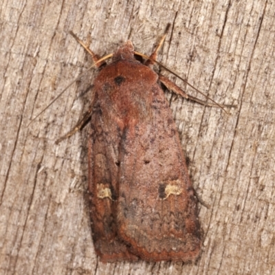 Diarsia intermixta (Chevron Cutworm, Orange Peel Moth.) at Melba, ACT - 9 Feb 2021 by kasiaaus