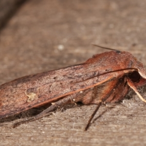 Diarsia intermixta at Melba, ACT - 9 Feb 2021 10:38 PM